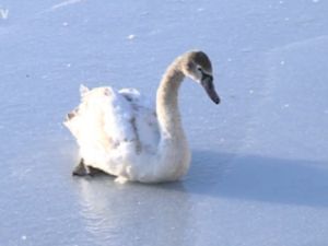 Puiul de lebădă de la Valea Morilor, a ajuns la Grădina Zoologică