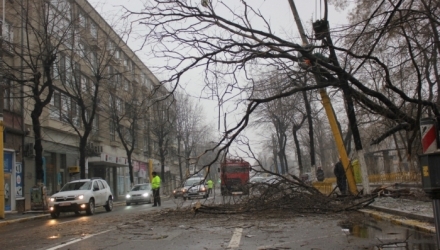 Un copac de 20 de metri s-a prăbușit astăzi în capitală.
