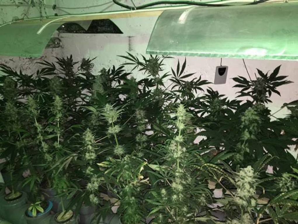 Creșteau plante de cânepă într-un laborator din Cahul. Foto: igp.gov.md