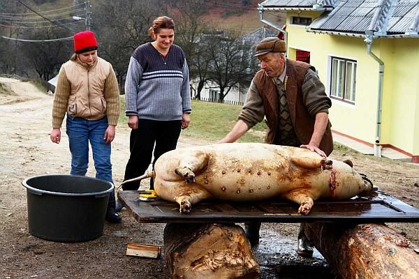 Miros îmbietor în sate: În ajun de sărbători, gospodarii sacrifică porcul