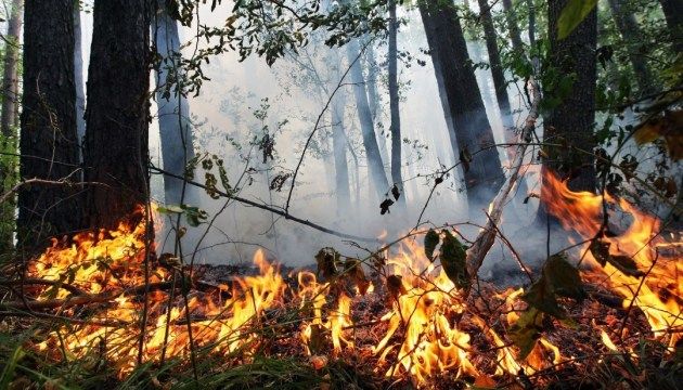На востоке и в Одесской области - чрезвычайная пожарная опасность. Фото: ukrinform.ru.