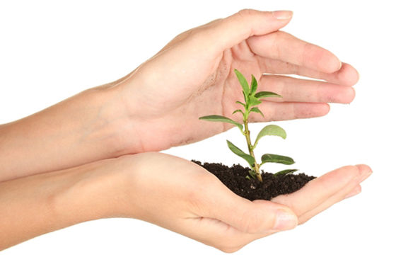 4 plante importante si eficiente in ritualul tau de frumusete, pe care le poti creste chiar tu ... in ghiveci. Foto: mama.md