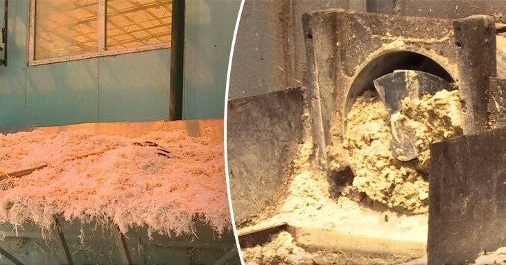 Братья из Страшен производят кормовые белковые добавки из перьев и пуха.