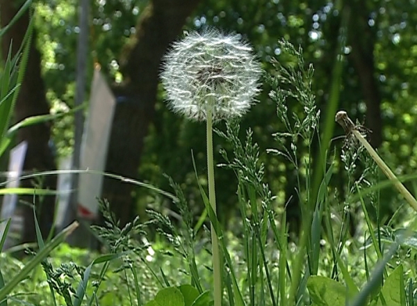 In 30 de ani riscam sa ramanem fara flora si fauna, avertizeaza Ministerul Mediului, care lucreaza acum la o noua editie a Cartii Rosii.