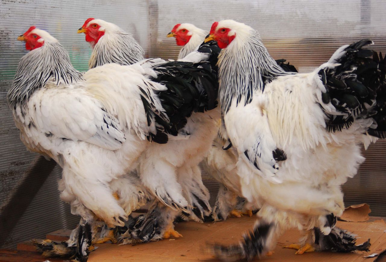 Cercetătorii presupun că pe viitor, oamenii vor fi nevoiți să includă în propria dietă și insectele pentru a supravețui. Foto: pasaridecolectie.wordpress.com