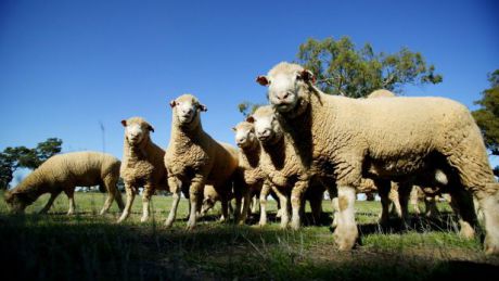 O fermă de oi din Australia a fost transformată în rezervație naturală. Foto:smh.com.au