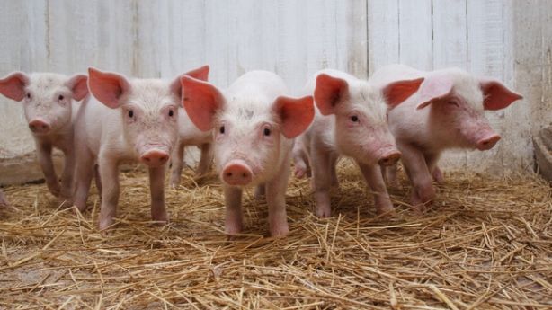 România intensifică controalele la frontiera cu Republica Moldova din cauza pestei porcine africane. Foto: romanialibera.ro