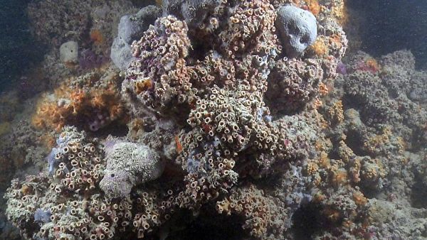 Первый коралловый риф на побережье Адриатического моря в Италии.