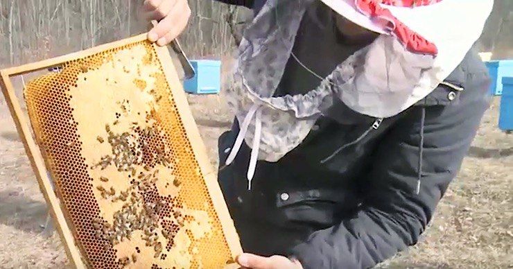 Первый урожай мёда, из рапса, пчеловоды соберут в конце апреля.  