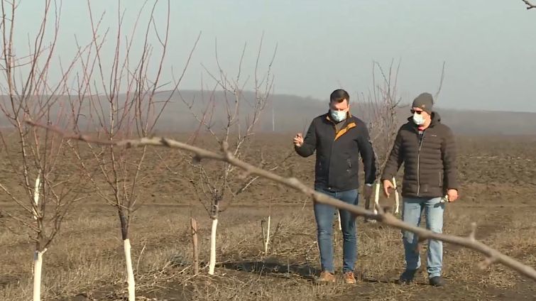 Садоводы начали обрезку плодовых деревьев.
