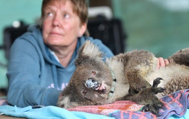 В Австралии пострадавших в лесных пожарах коал лечат в импровизированном госпитале.