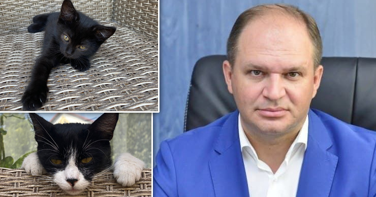 Ион Чебан через соцсеть ищет дом для котят. Коллаж Point.md.