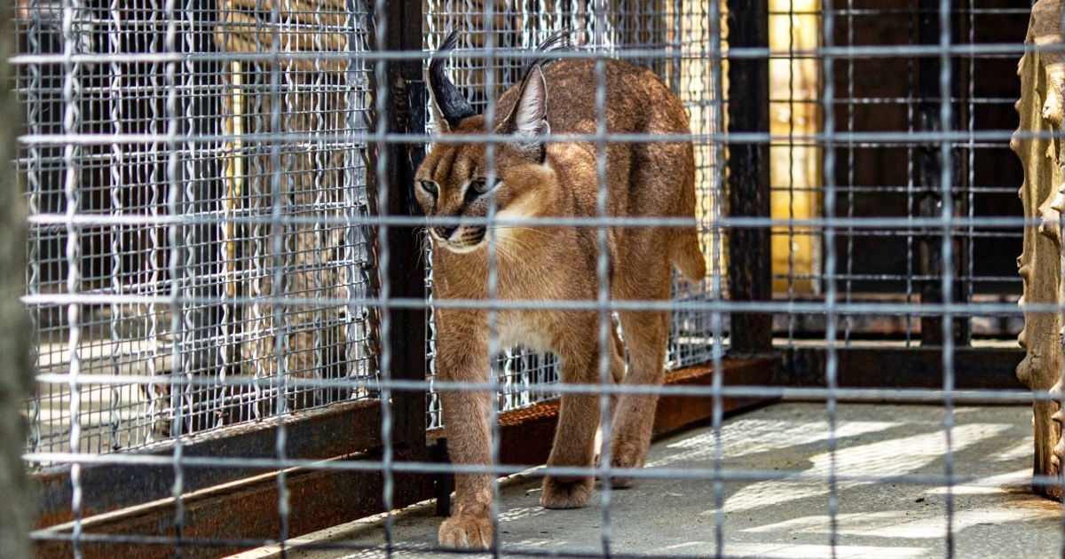 Activitatea grădinilor zoologice va fi reglementată de o lege nouă.