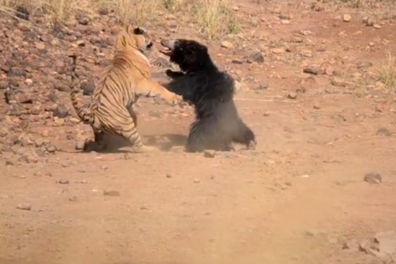 Confruntare între un tigru și un urs.