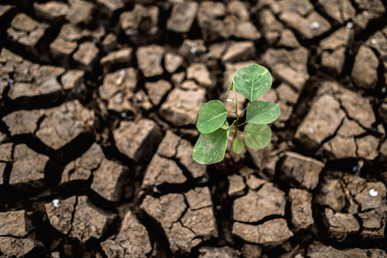 Studiu: 17% din terenurile agricole din lume sunt contaminate cu metale grele.