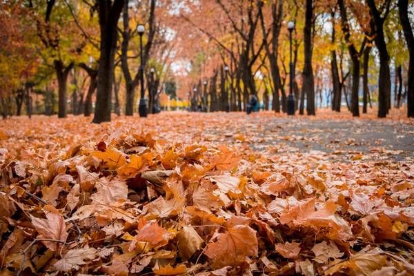 В МВД Приднестровья рассказали, почему опасно сжигать опавшую листву.