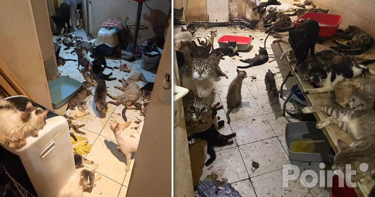 Во Франции прошел суд над парой, которая жила с 159 кошками и 7 собаками.