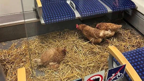В Германии неизвестные устроили курятник в вагоне поезда.