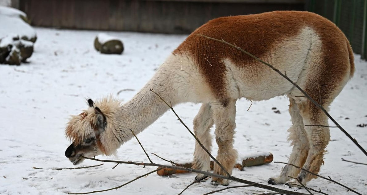 Măsuri speciale la Grădina Zoologică pentru a proteja animalele de ger.