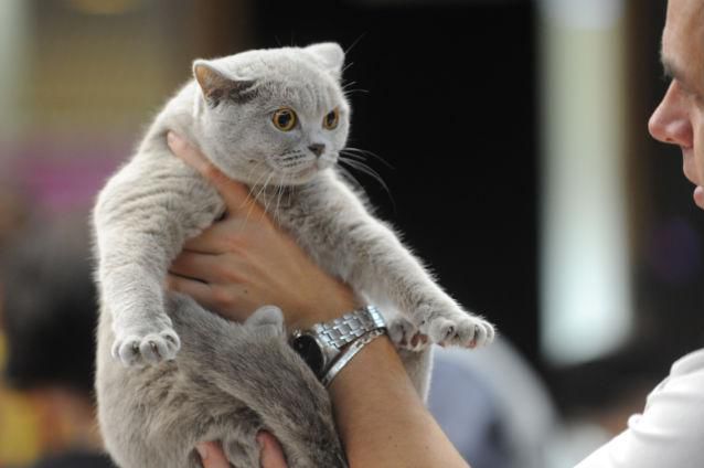 Specii rare de feline au putut vedea iubitorii de animale la o expoziţie specializată inaugurată în Capitală.