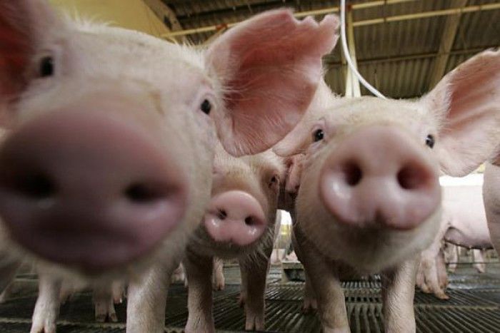 Executivul Transnistriei, Pavel Prokudin, a interzis livrările de carne de porc din Moldova. Foto: digi24.ro