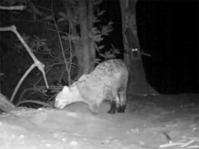 Кошка-рыболов - исчезающий вид кошачьих.