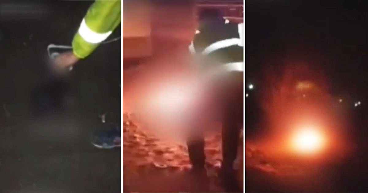 В Хынчештах парни подожгли кошку и сняли это на видео: возбуждено дело. Коллаж: Point.md