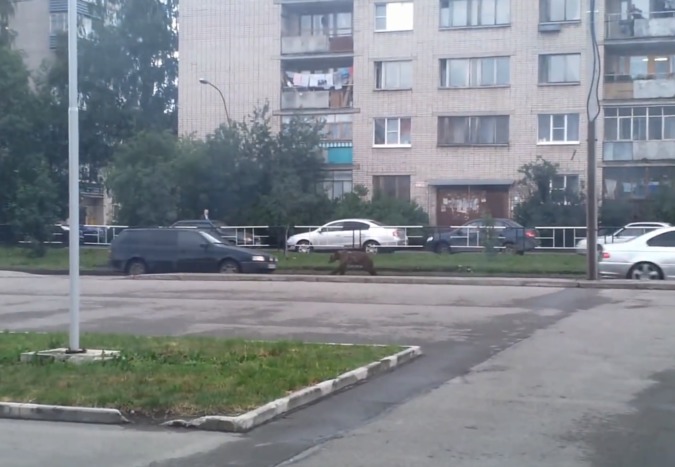 Косолапый предпочел шумный город застенкам.