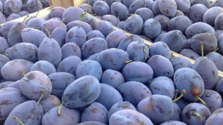 Prune din Moldova confiscate la frontiera cu Rusia. Care e motivul