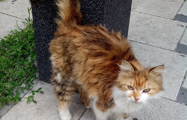 Киевская кошка Чита.