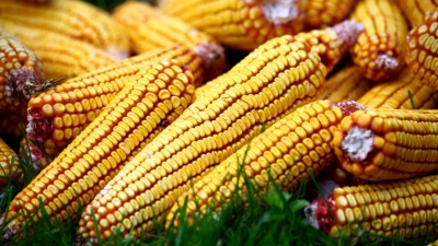 După o secetă catastrofală, agricultura Moldovei pare să intre însezonul recordurilor.