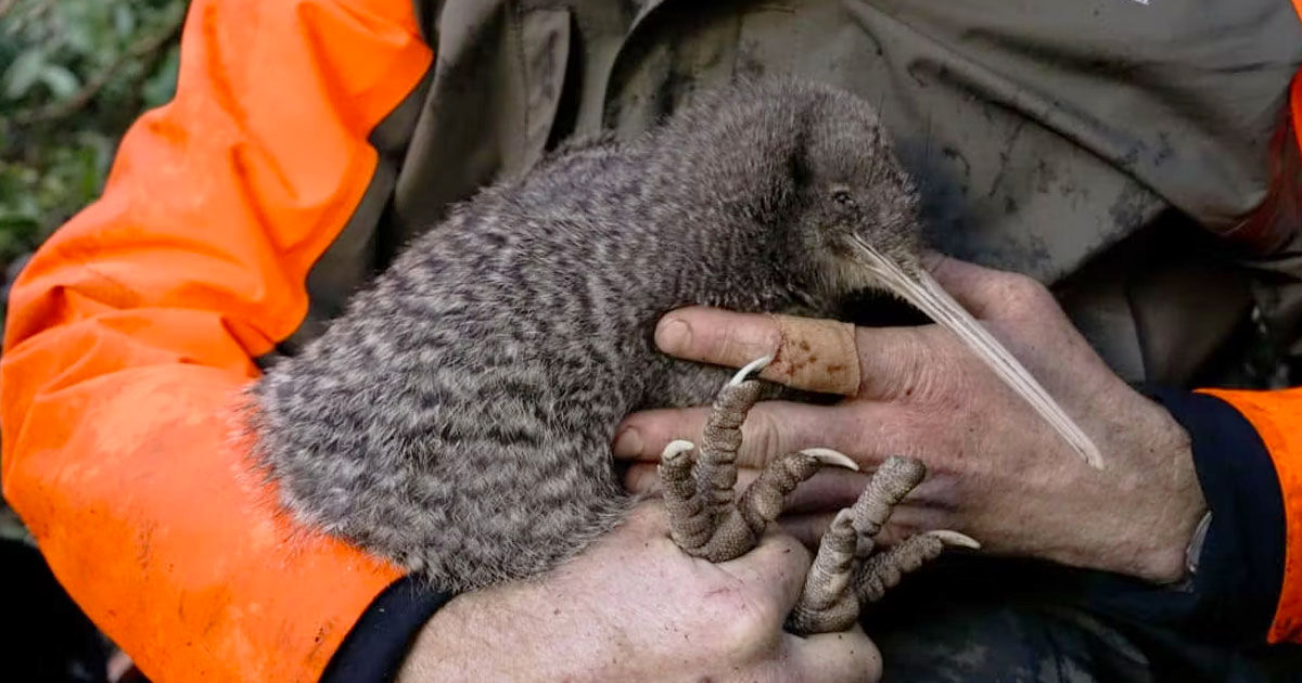 O pasăre kiwi, considerată dispărută de o jumătate de secol, găsită în Noua Zeelandă.
