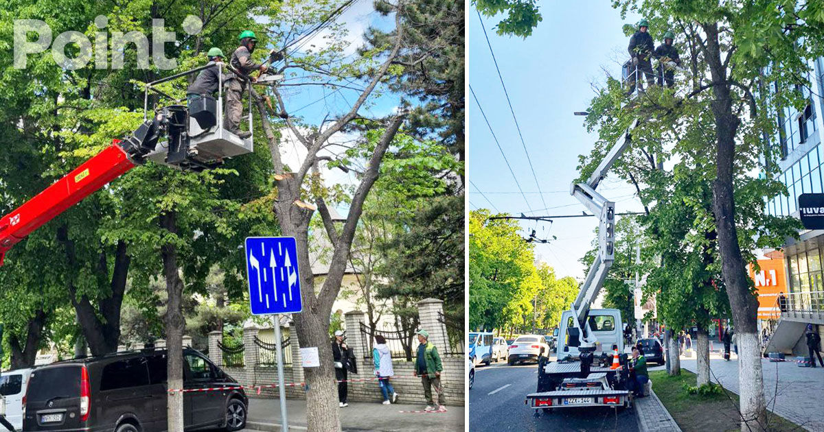 Arborii bolnavi din sectorul Botanica vor fi înlocuiți cu puieți sănătoși.