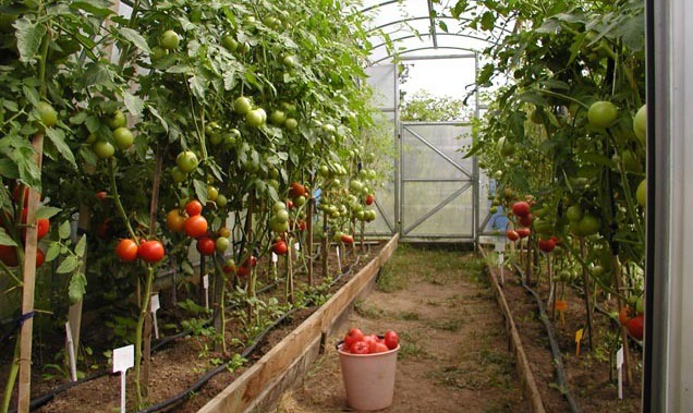 Mărimea subvenţiilor pentru producătorii agricoli  va constitui 40 de mii de lei per hectar. 