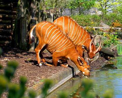 Grădina zoologică va fi populată de circa 310 specii de animale.