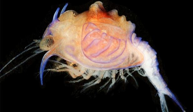 Larva denumită Cerataspis monstruosa are o carapace groasă şi solidă