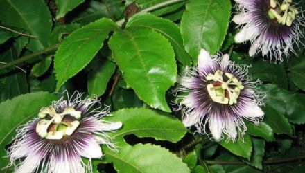 Passiflora actioneaza ca un analgezic de mare ajutor in durerile de cap, de spate, de dinti si chiar menstruale