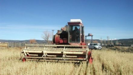 Premierul a mai spus că agricultorii care seamănă grâu vor primi câte 200 de lei pentru fiecare hectar