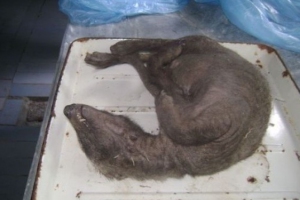Câţiva veterinari susţin că animalul ar fi o vulpe “mutant”