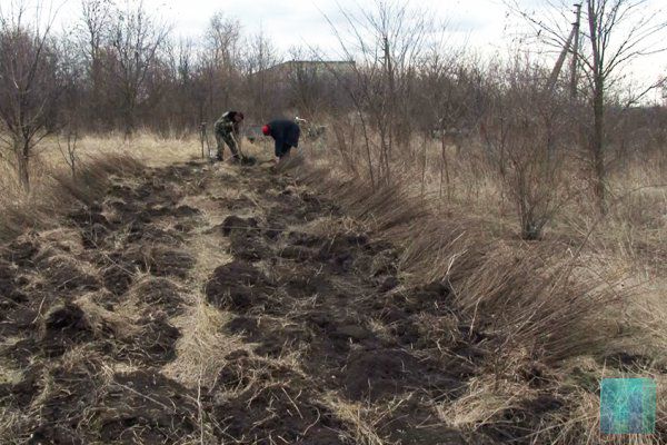 В Рашковском и Каменском лесничествах высаживают молодой лес.