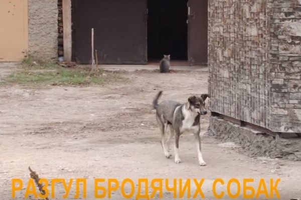 В Комрате бродячие собаки вновь нападают на людей.