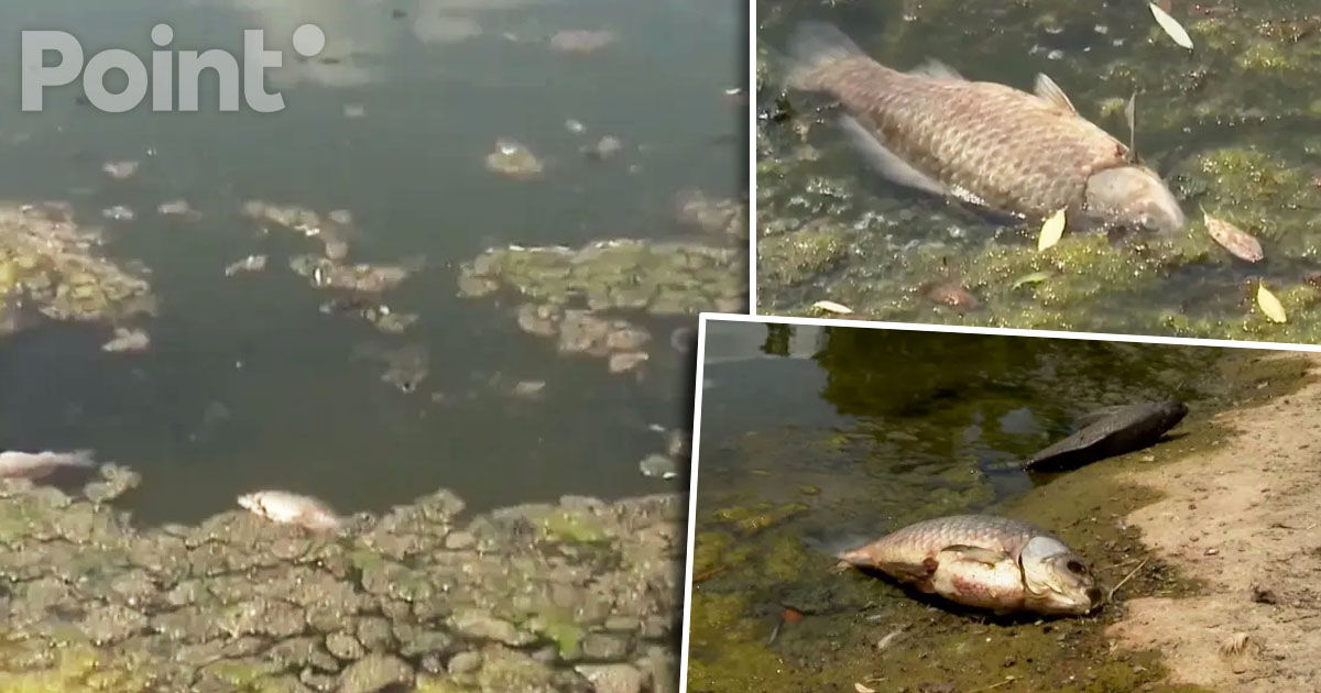 Un miros neplăcut a apărut în Parcul Valea Trandafirilor din Capitală: În lac a fost găsit pește mort.