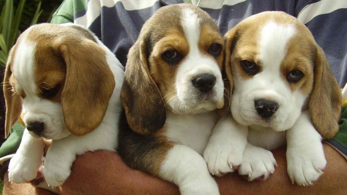 Cățeii aduși ilegal în Marea Britanie sunt adesea luați de la mame prea devreme și îndură „condiții îngrozitoare”. Foto: beaglepuppybreeders.co.uk