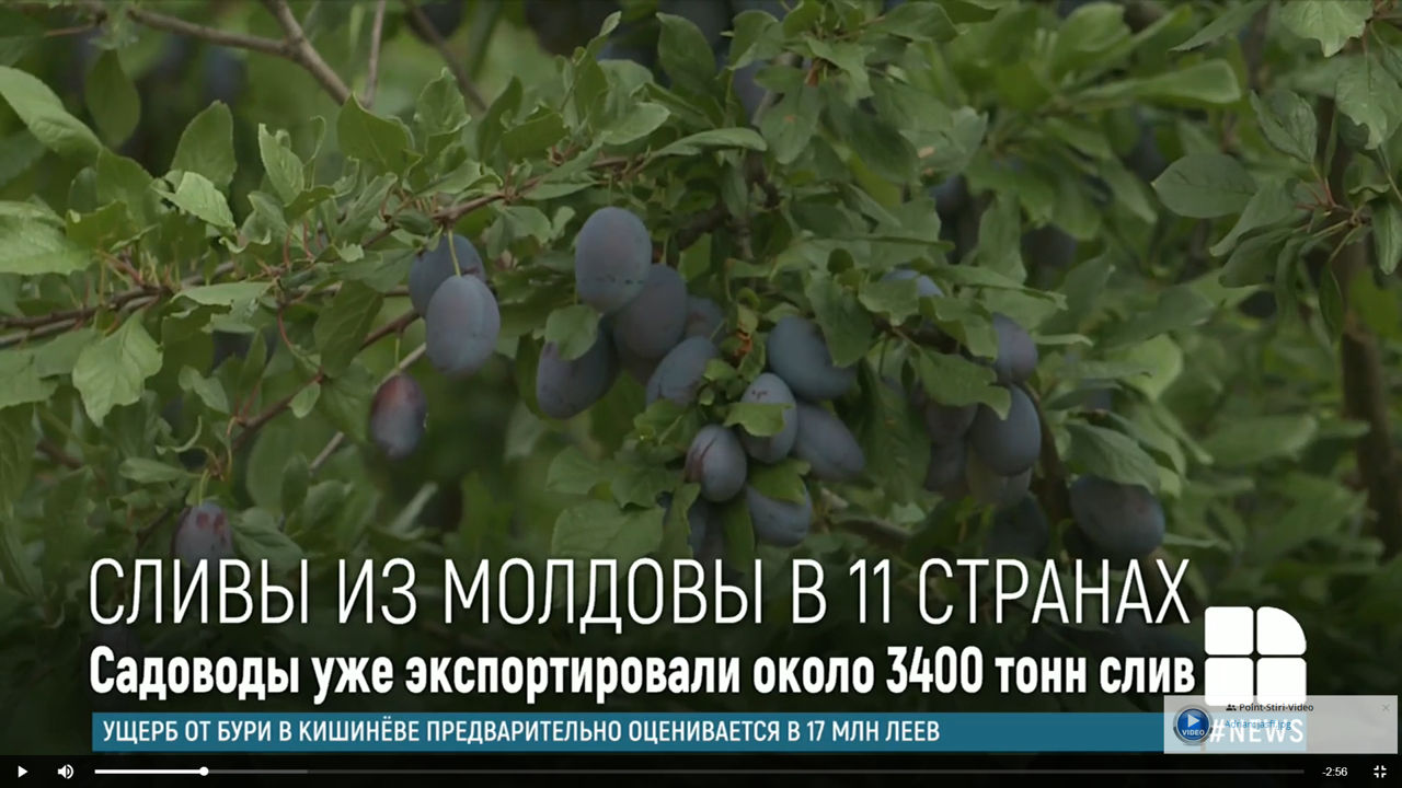 Ранние молдавские сливы уже попали на европейские рынки.