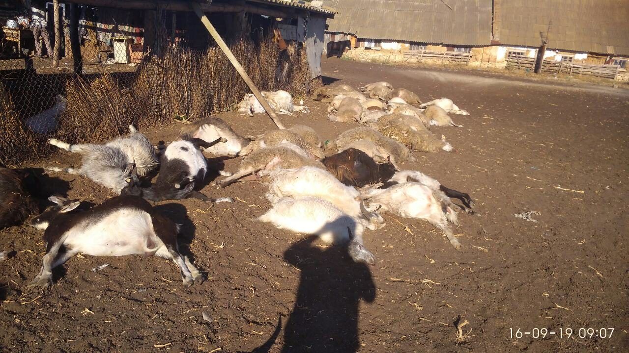 В селе Кайраклия погибли 75 овец в одной из отар. 