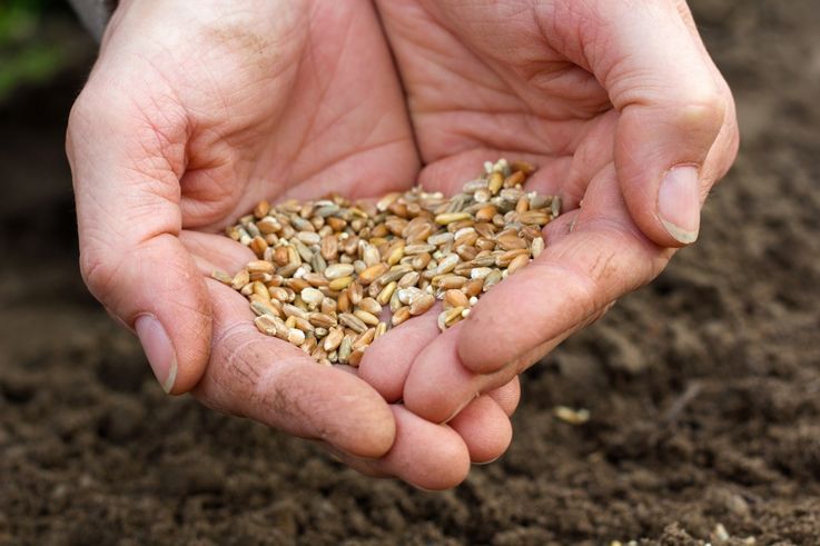 Producătorii agricoli din ţară sunt asiguraţi cu material semincer