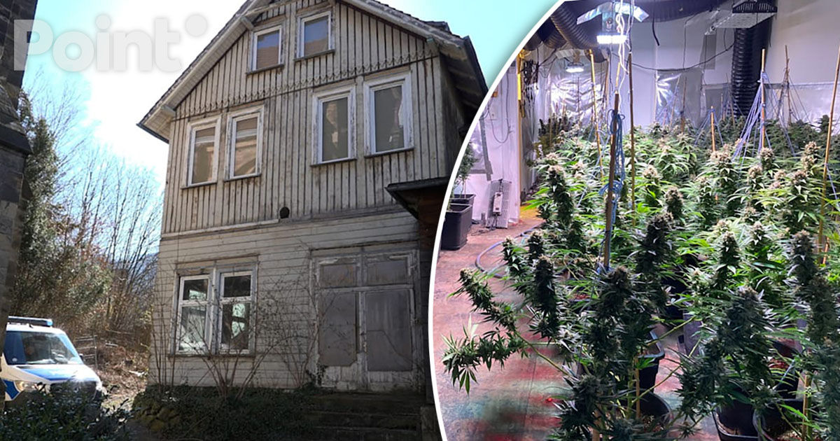 В Германии женщина обнаружила плантацию конопли в унаследованном доме.