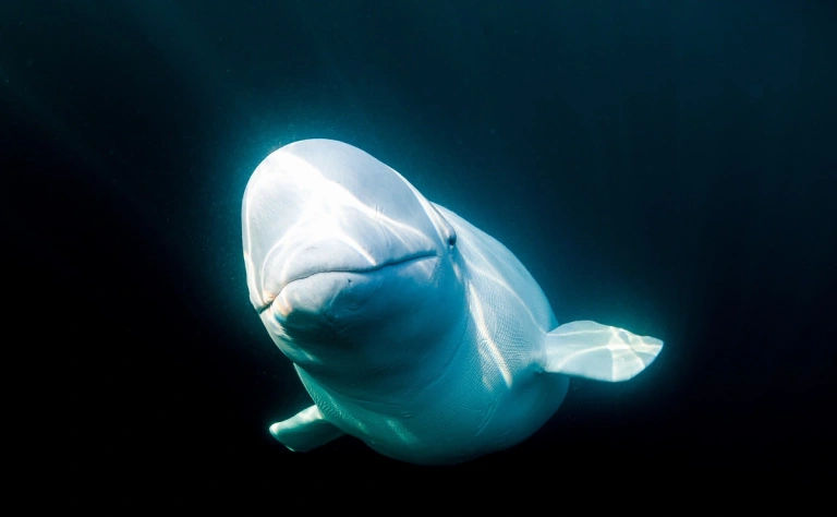 Beluga-spion Hvaldimir nu a fost împușcată.