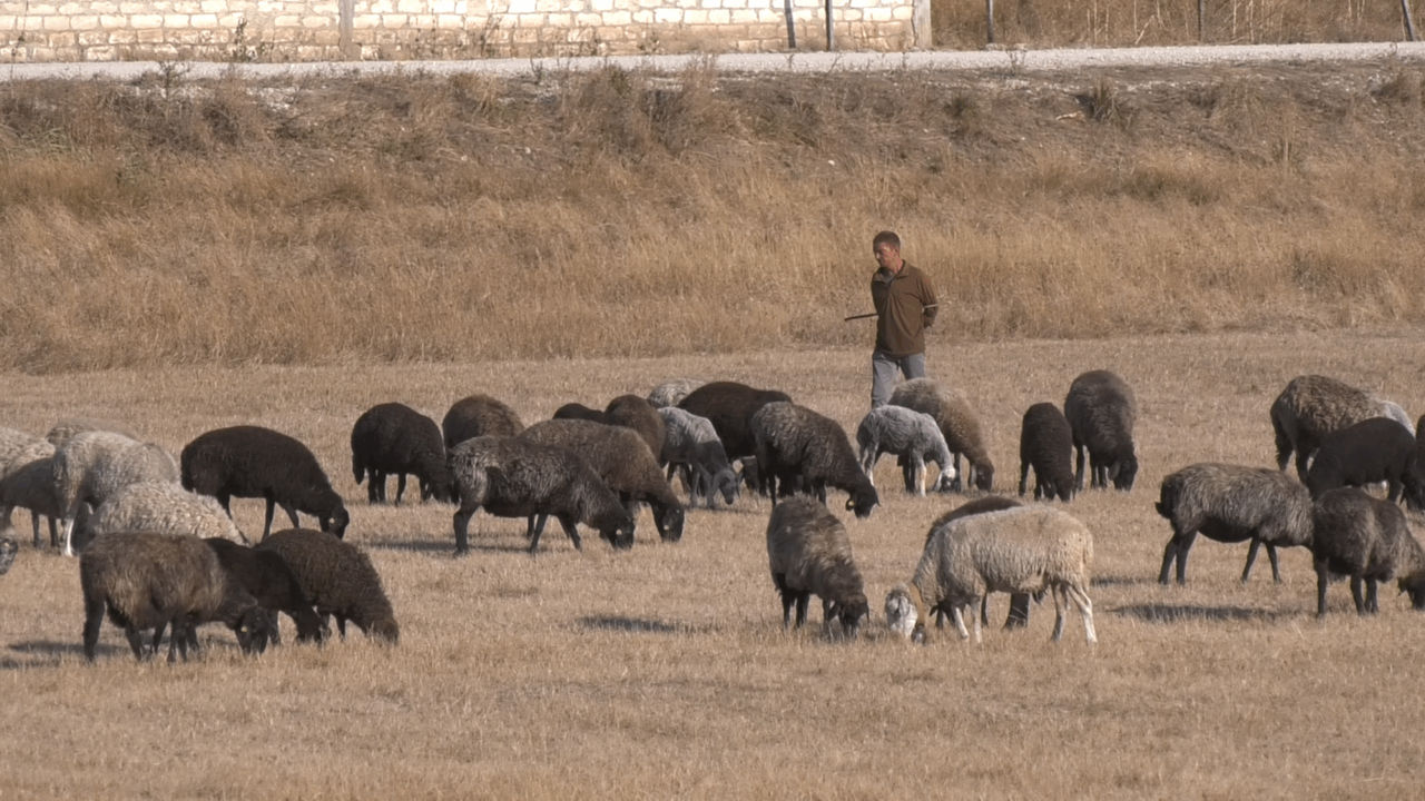Seceta a uscat pășunile: Fermierii sunt obligați să hrănească animalele cu furaje cumpărate.