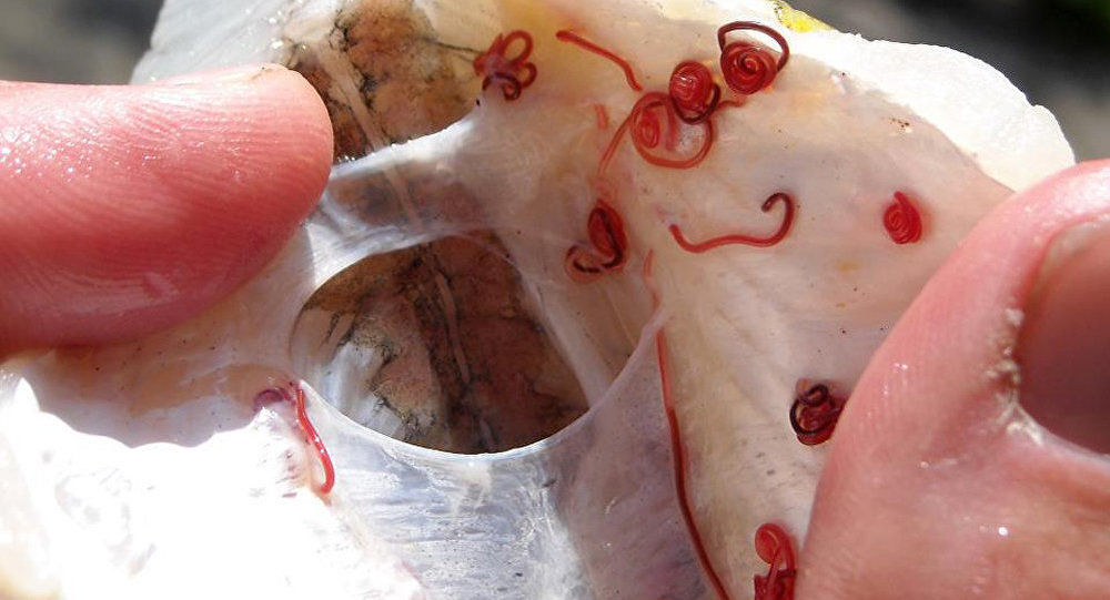 Produse cu viermi, bacterii şi nitraţi, în magazinele şi pieţele din Moldova. Foto: musca.ro